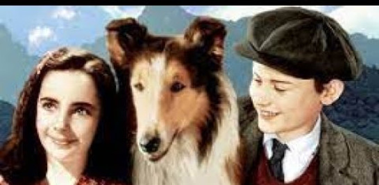 Peliculas de perros
Pelicula de perro