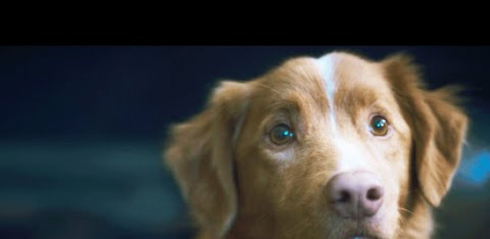 A loyal dog moves to a rural family home with his owner Todd, only to discover supernatural forces lurking in the shadows. As dark entities threaten his human companion, the brave pup must fight to protect the one he loves most.

Director: Ben Leonberg
Starring: Larry Fessenden, Arielle Friedman, Indy, Shane Jensen, Anya Krawcheck & Stuart Rudin

#IFCFilms #GoodBoy

Subscribe to IFC Films: https://bit.ly/2K4KMZV

Connect with IFC Online
IFC Films Official Site: http://www.ifcfilms.com
Follow IFC Films on Twitter: http://twitter.com/IFCFilms
Find IFC Films on Facebook: http://facebook.com/IFCFilmsOfficial
Follow IFC Films on Instagram : http://instagram.com/ifcfilms