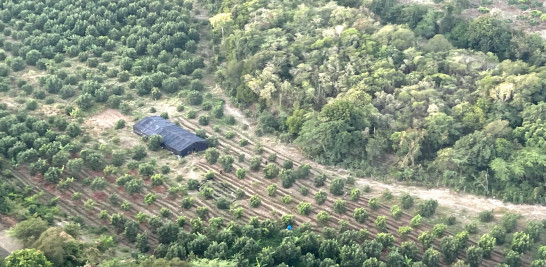 Vista aérea del cultivo de droga en Peravia