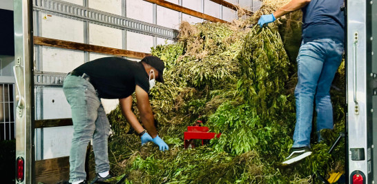 Plantación de marihuana en Ocoa