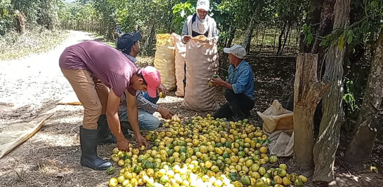 La chinola es rica en vitamina C