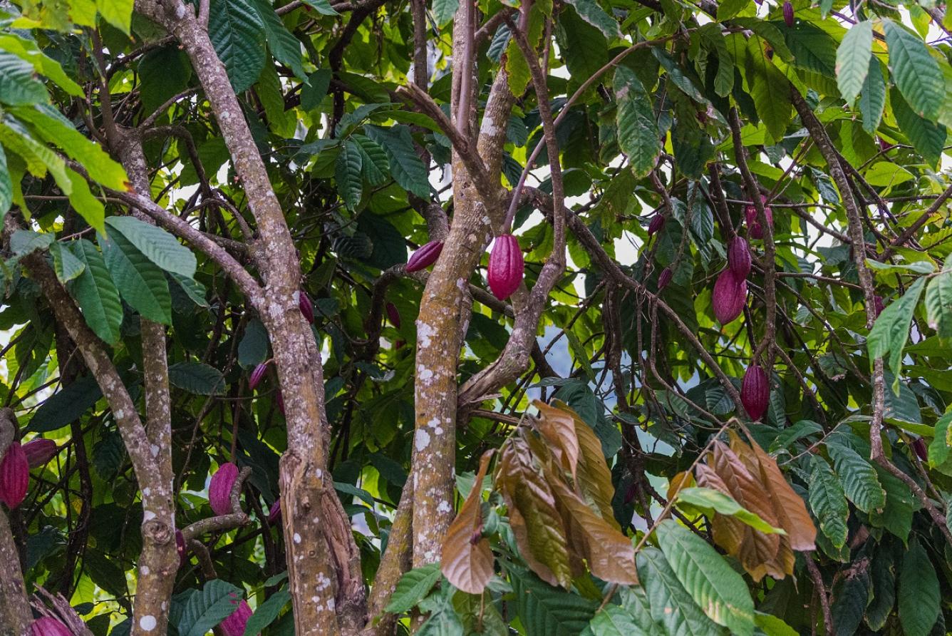 Árbol de cacao en las montañas de Anamuya en República Dominicana