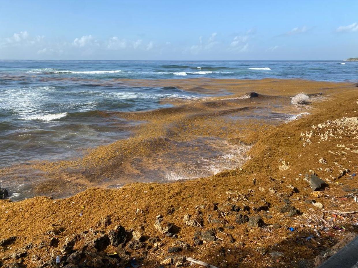 Estas algas son vistas como una problemática por los daños que provoca a la vida marina y los ecosistemas, además de que perturban la imagen de las playas y ensucian sus blancas arenas.