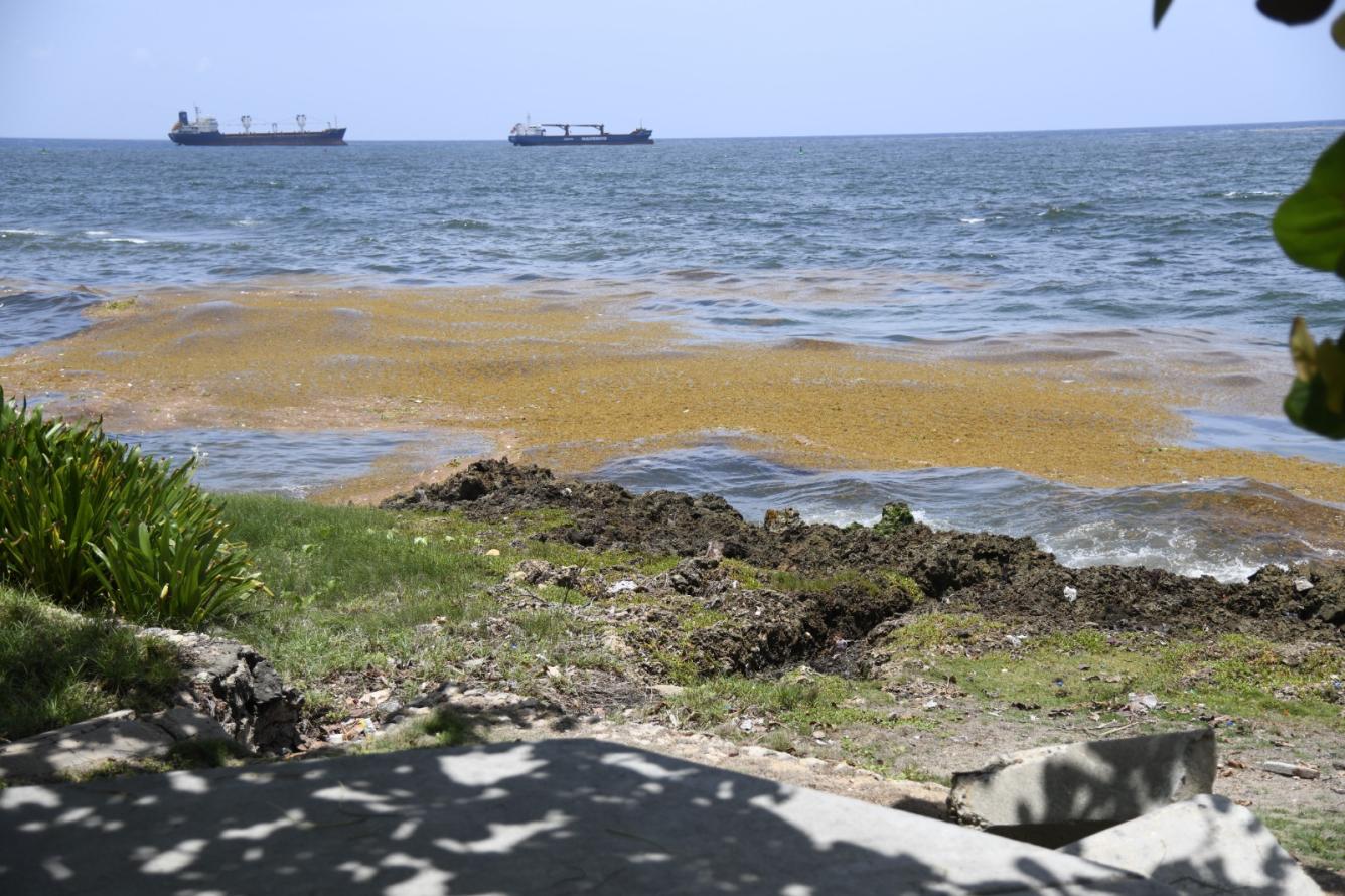 A las costas del país llegan dos especies de sargazo: natans y fluitans, que contienen nutrientes como fosforo. Malecón de Santo Domingo