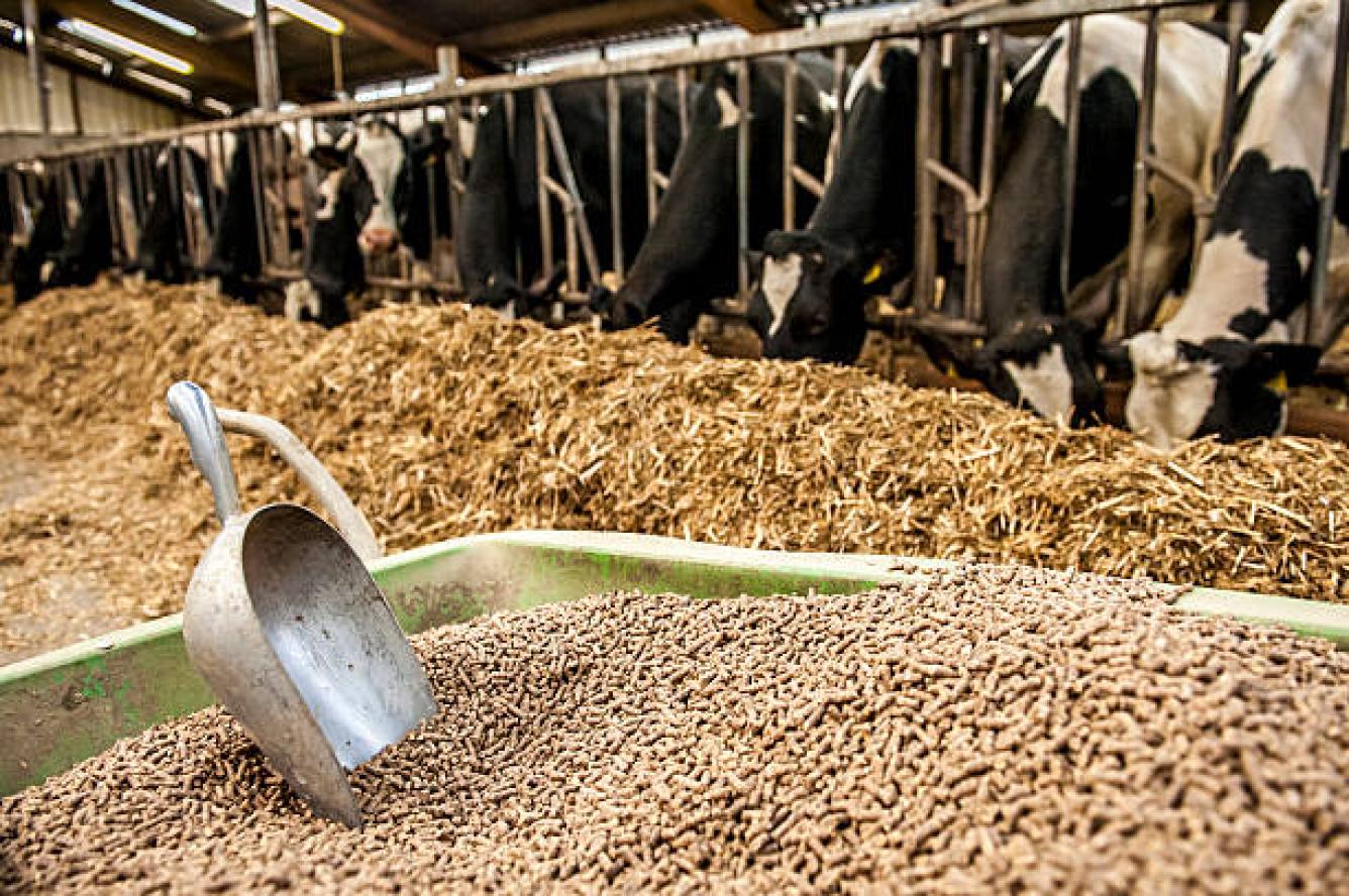 Otra de las partes positivas que tiene el sargazo es la cantidad de micro y macro nutrientes, que se pudieran utilizar para convertirlo en comida de ganado para sustituir el pasto en temporadas de sequía.