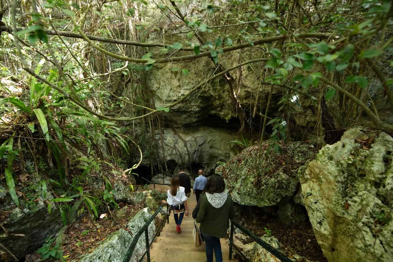 O de las raíces de los higüillos (Ficus aurea) que penetran a la caverna y dibujan “culebrillas” marrones sobre la piedra caliza. En la imagen: las escalinatas que llevan al interior de la cueva.