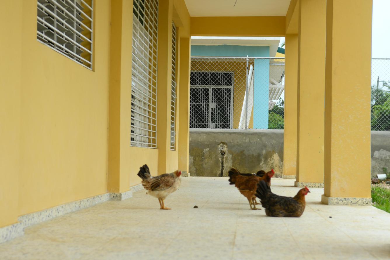 Gallinas posan en escuela en construcción de Pedro Brand