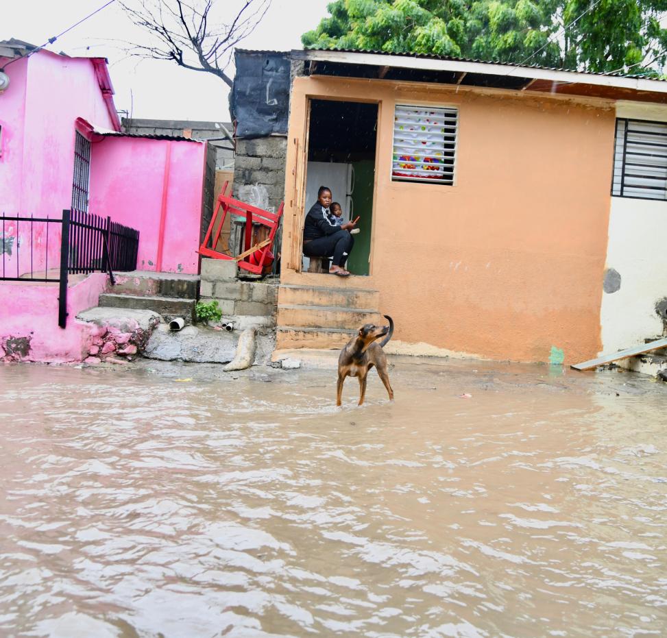 Perrito en medio de una inundación por la tormenta Melissa.