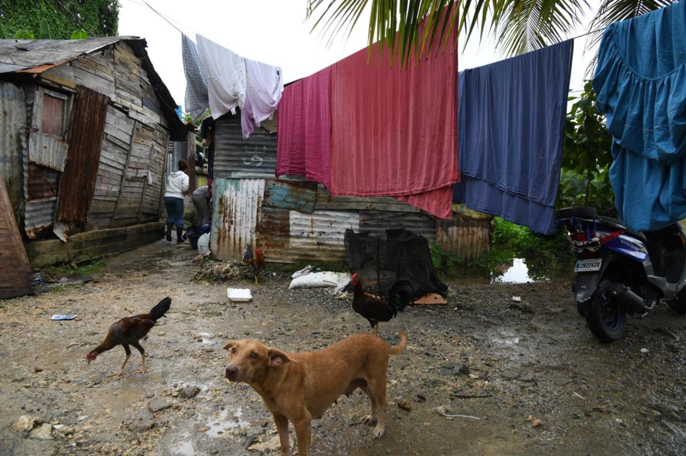 Gallinas y perros tras las lluvias generadas por la tormenta Melissa en República Dominicana.