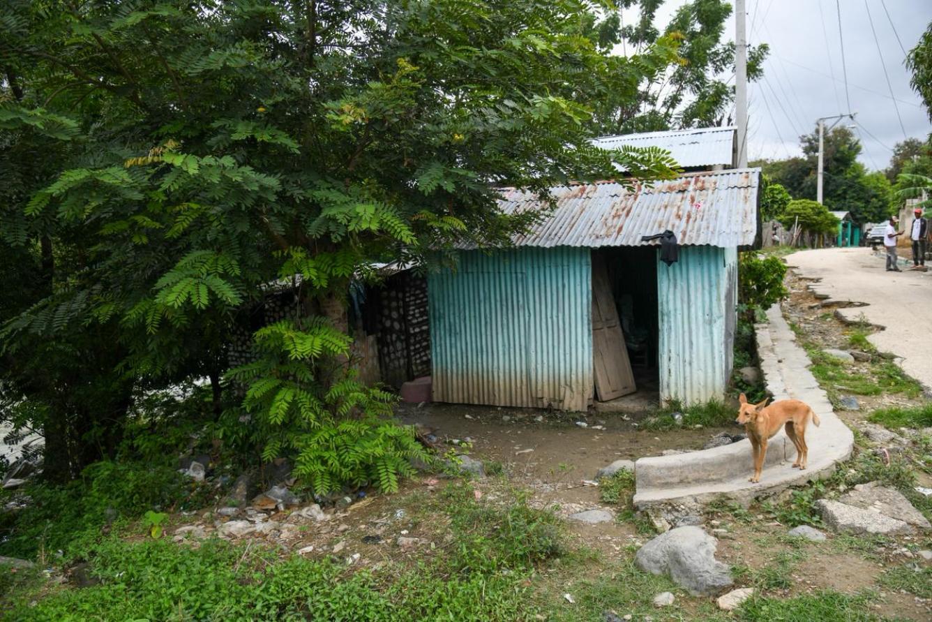 Un perro en la esquina de una comunidad tras las lluvias por la tormenta Melissa.