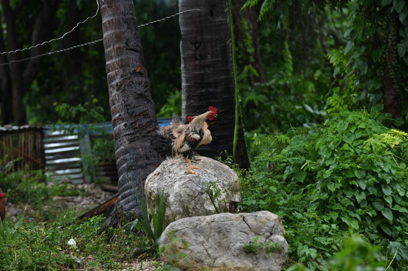 Gallos encima de una piedra en San Juan durante el paso de la tormenta Melissa. Foto: Leonel Matos/Listín Diario.