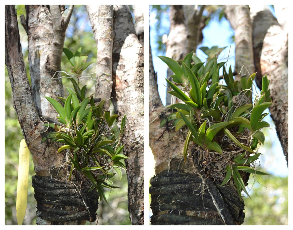 Reintroducción de orquídeas en la reserva científica Villa Elisa.