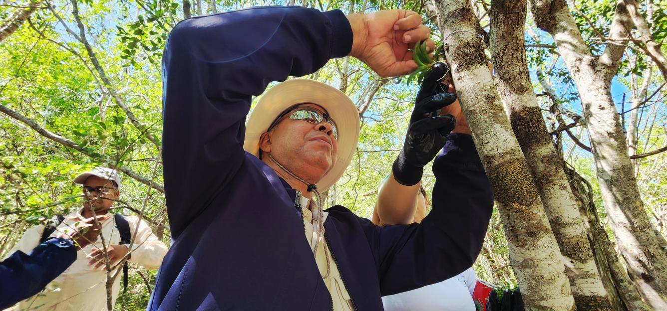 Reintroducción de orquídeas en la reserva científica Villa Elisa.