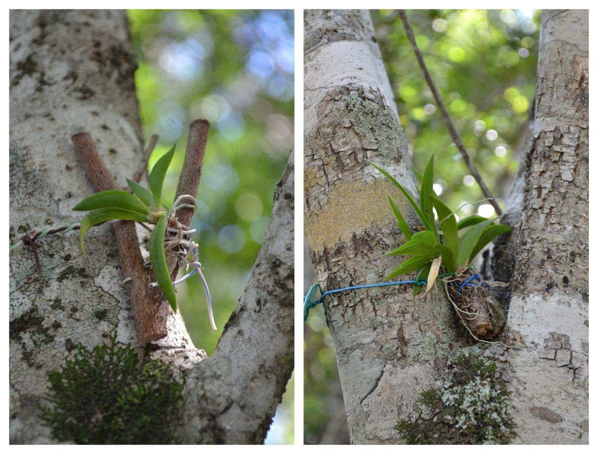 Reintroducción de orquídeas en la reserva científica Villa Elisa.
