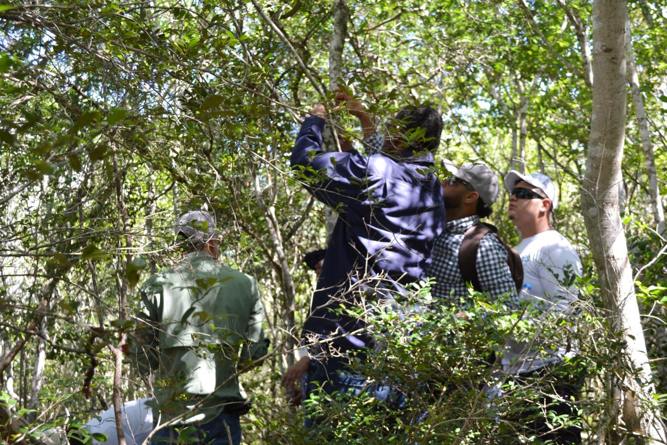 Reintroducción de orquídeas en la reserva científica Villa Elisa.
