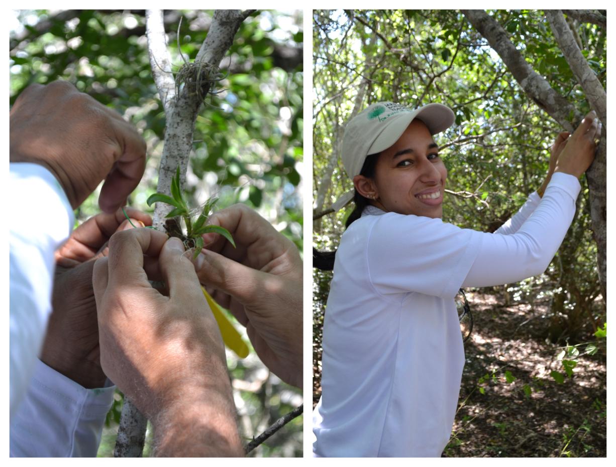 Reintroducción de orquídeas en la reserva científica Villa Elisa.