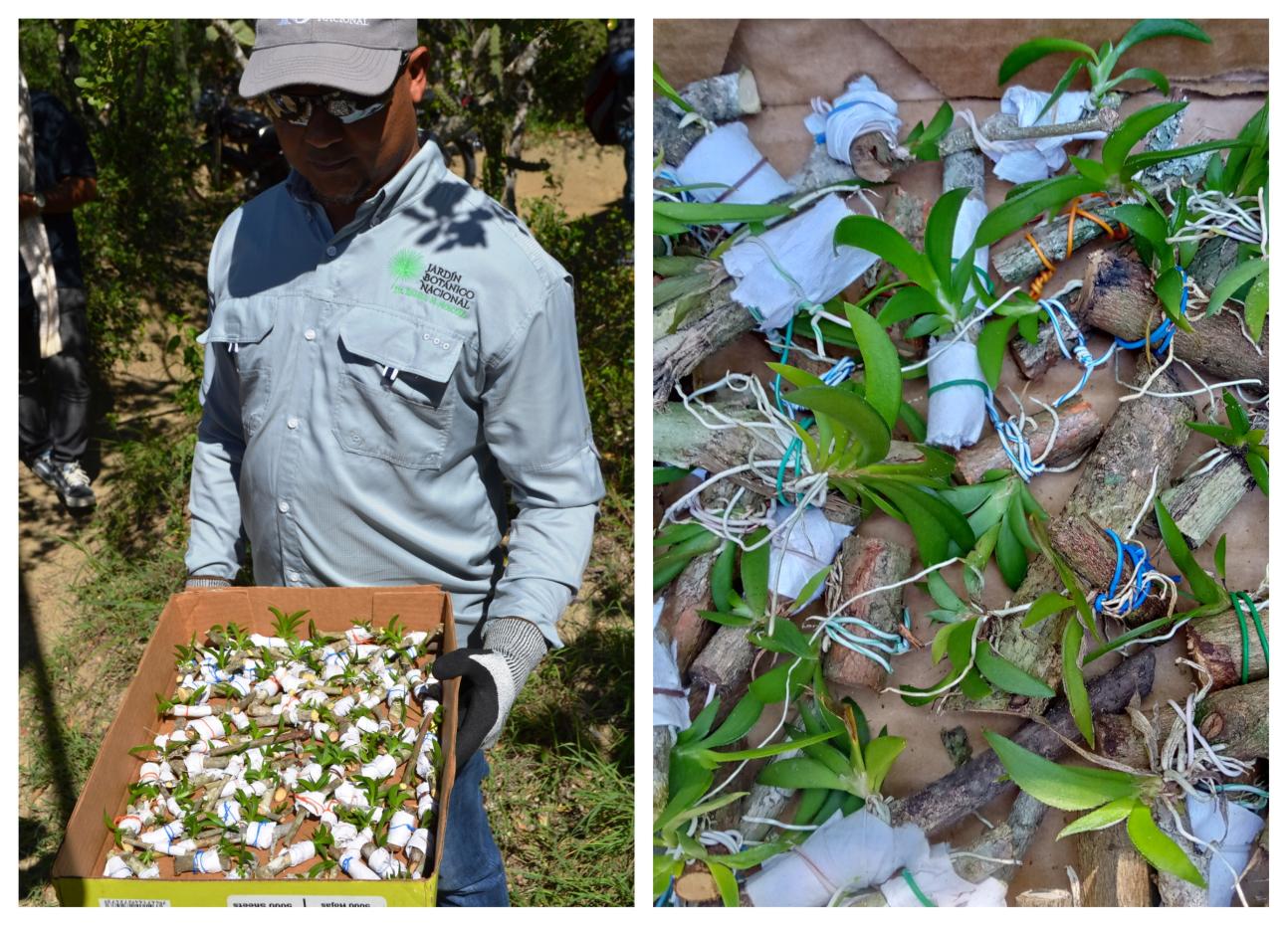 Reintroducción de orquídeas en la reserva científica Villa Elisa.