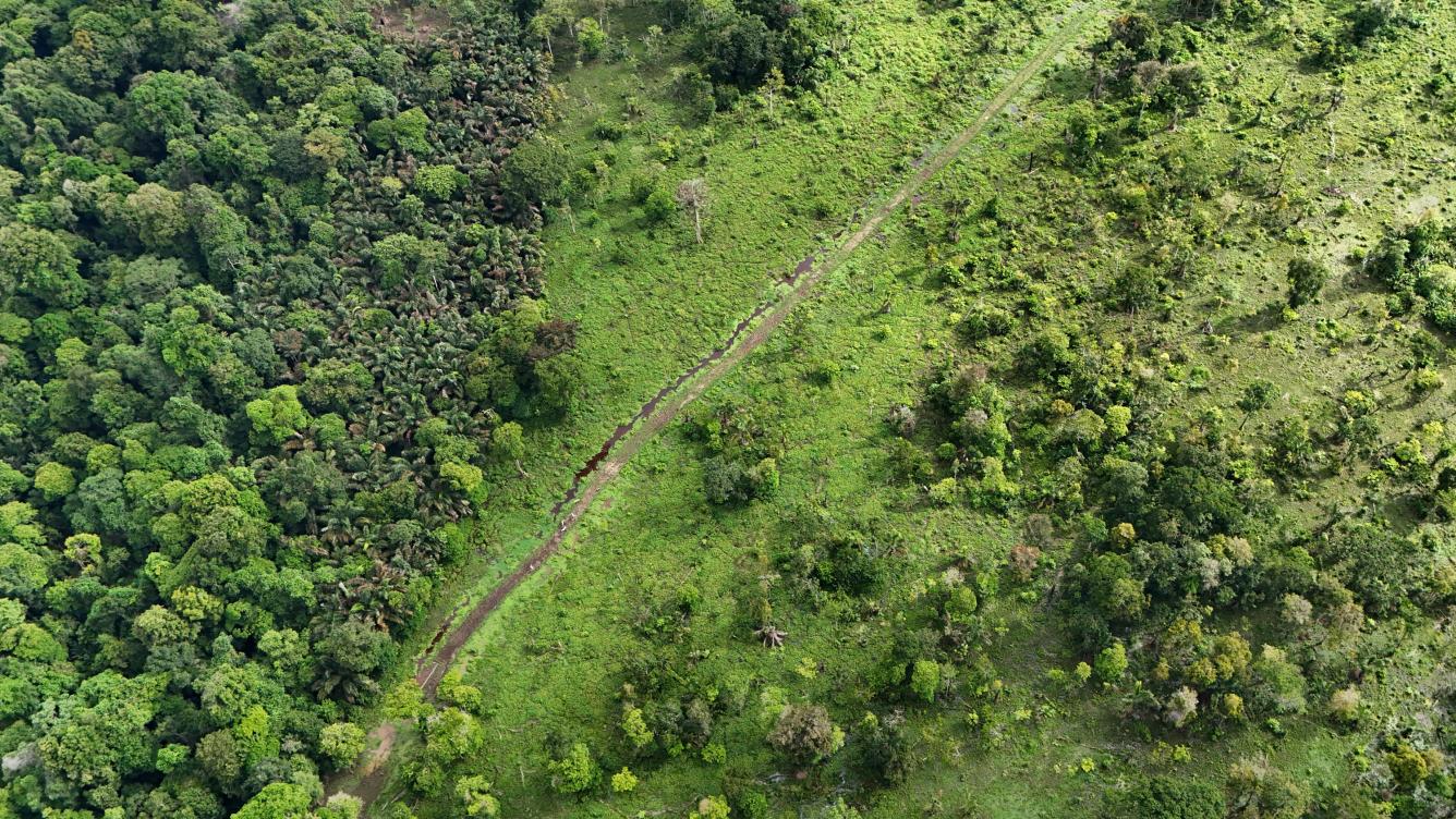 Imagen captada con un dron por un equipo de 'La Nación' evidencia la destrucción de bosques y humedales en Gandoca-Manzanillo, cerca de la desembocadura del río Sixaola y del mar Caribe, para construir una aparente pista clandestina de aterrizaje / Foto  La Nación Costa Rica