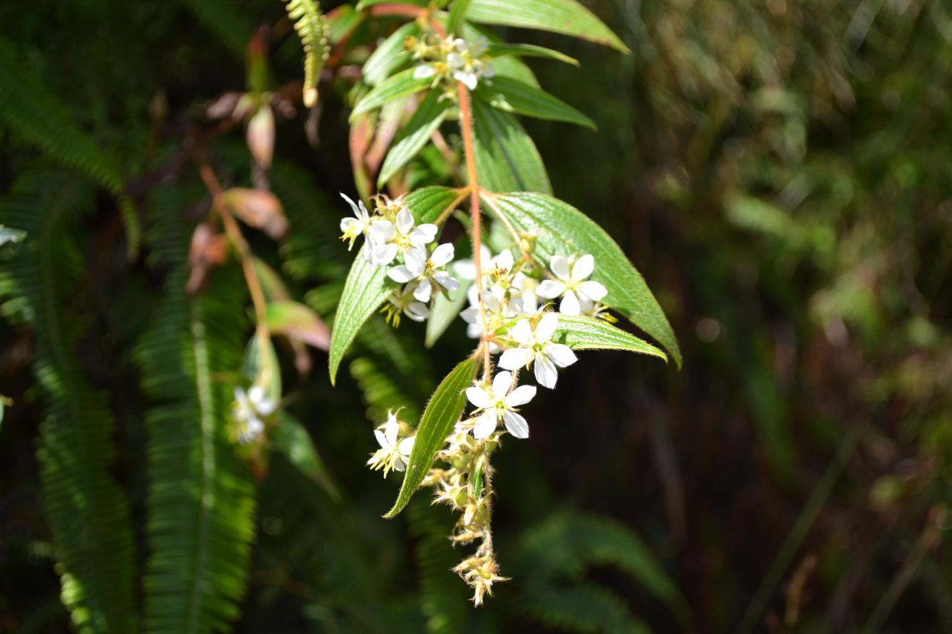 La reserva tiene actualmente 30 kilómetros cuadrados.
