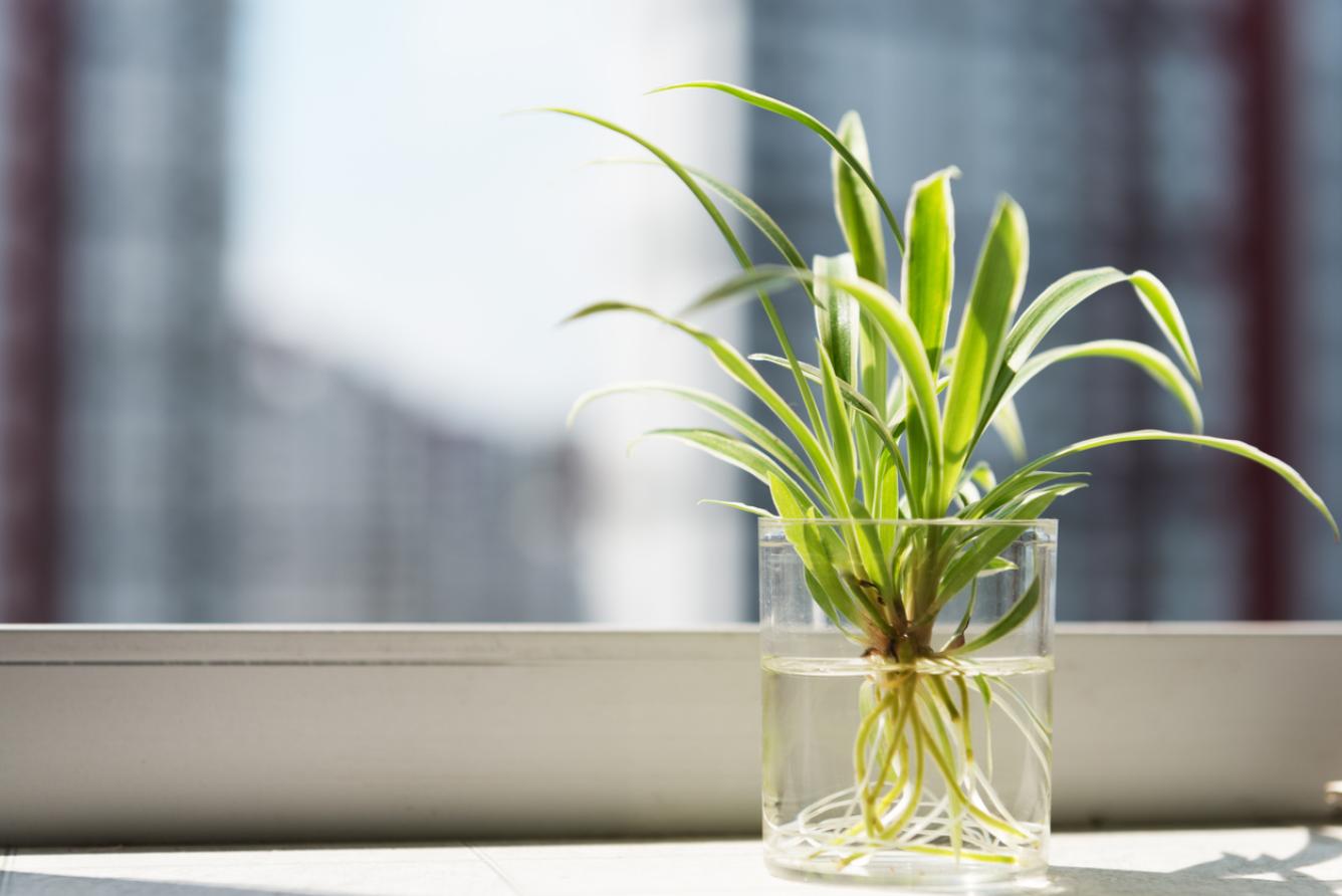 ARAÑA (Chlorophytum comosum). Una de las “malamadres” más queridas. Apenas requiere cuidados. Sus flores blancas y diminutas aportan color a la planta.