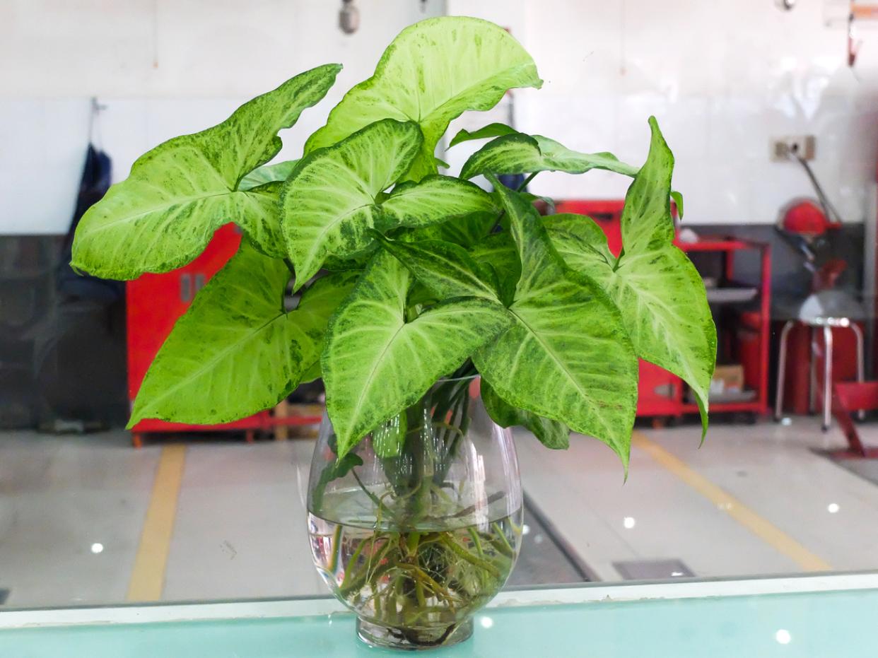 Los singonios (Syngonium podophyllum) gozan de mucha popularidad en República Dominicana. De las favoritas para cultivar en agua.