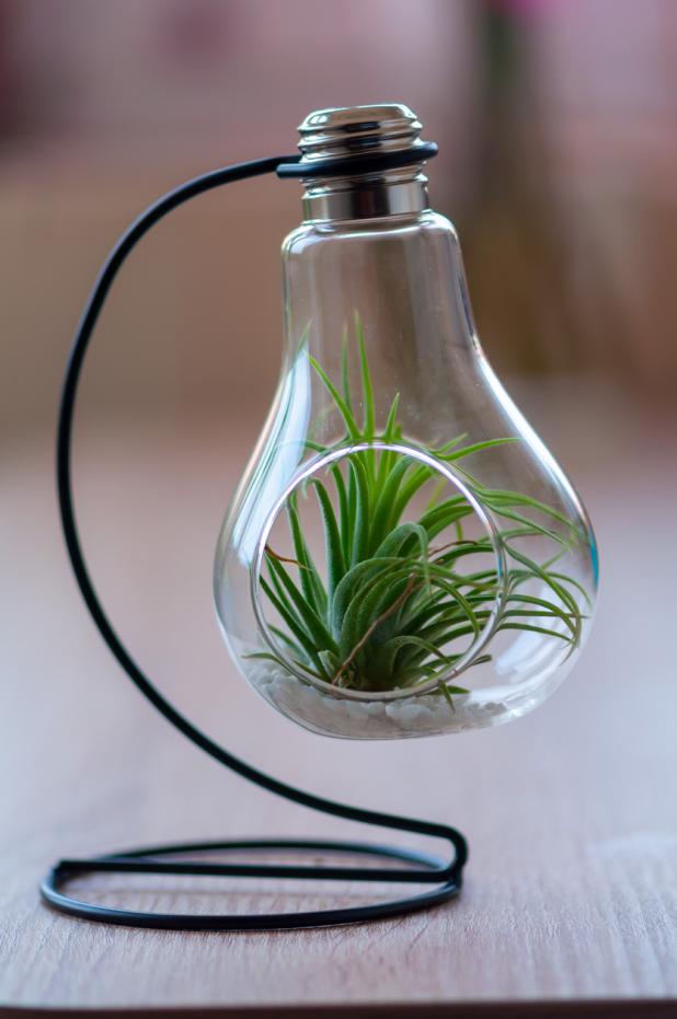 Algunas especies de bromelias y otras plantas epífitas se adaptan al cultivo hidropónico. Si utilizas objetos llamativos para colocarlas, ¡el impacto visual se llevará la mejor impresión!