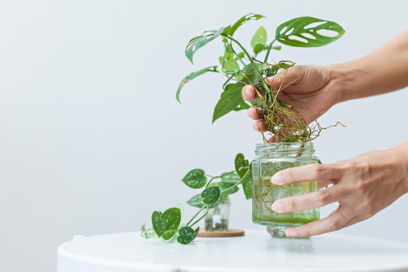 La Monstera adansonii, muy apreciada por sus hojas ovaladas parecidas al queso suizo.