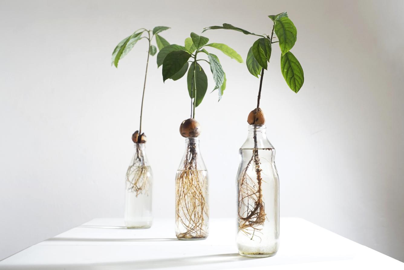 Para germinar. Las semillas de aguacate y las hojas de sansevieria (lengua de vaca) germinan más rápido  si las colocas en agua.