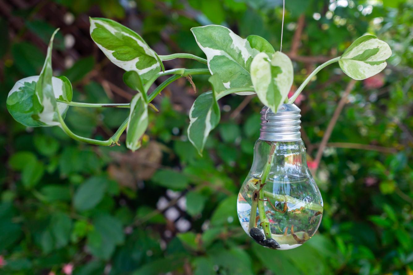 La potus de hojas variegadas: un espectáculo para la vista.