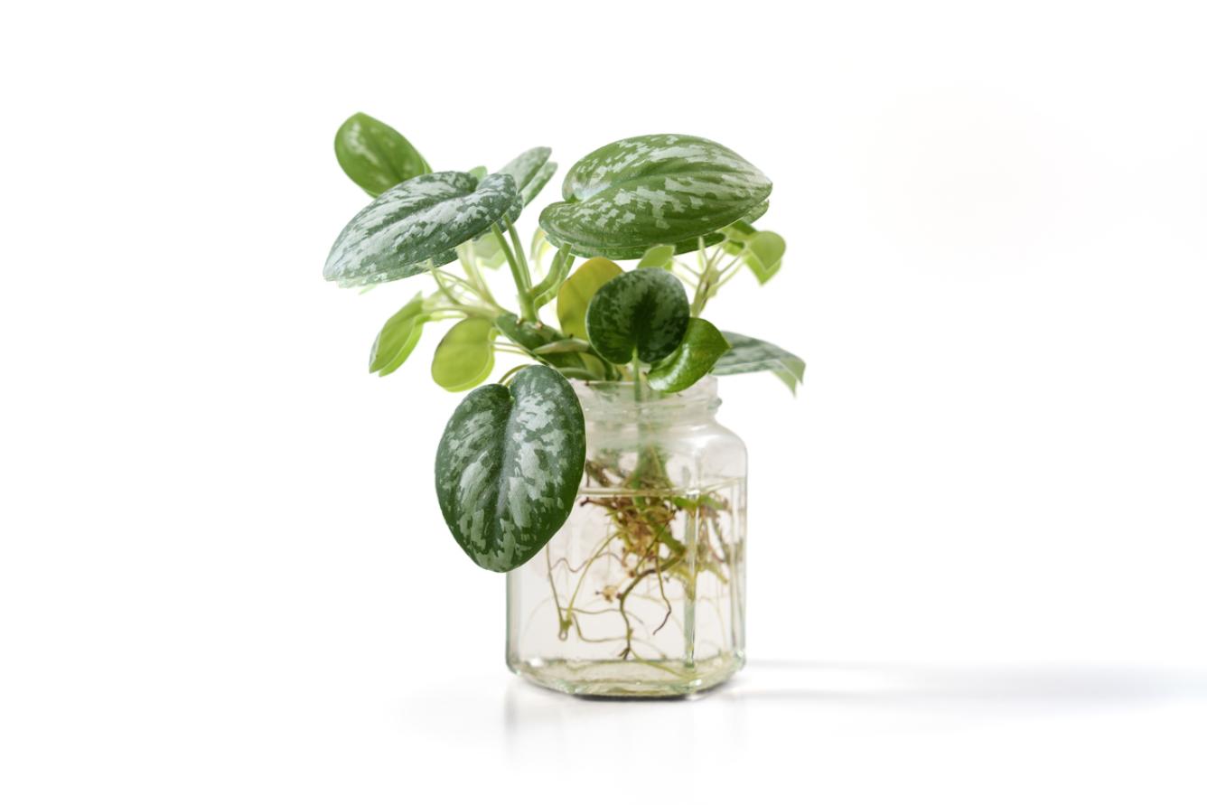 Sí, a las “progreso” (Scindapsus pictus) les gusta el agua.