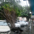 Un árbol se desplomó en la calle Arzobispo Portes en la Ciudad Colonial provocado por las lluvias que ayer azotaron la capital.