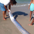 El pez fue hallado por dos jovencitos en la playa Los Coquitos, en Monte Cristi
