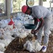 Declaración. La Asociación Dominicana de Avicultura dijo que los productores garantizan que el mercado estará abastecido y que el pollo llegará al precio que el pueblo se merece.