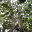 Francisco Jiménez junto a la ceiba que ha visto crecer durante 38 años en el JBN. ©Jorge Luis Martínez / LD