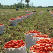 Cultivo de tomate. Foto: LD