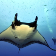 Manta rayas oceánicas.