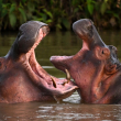 Los hipopótamos, descendientes de una pequeña manada introducida por el capo de la droga Pablo Escobar, se ven en la naturaleza en un lago cerca del parque temático Hacienda Nápoles, que alguna vez fue el zoológico privado de Escobar, en Doradal, Departamento de Antioquia, Colombia, el 19 de abril de 2019.