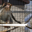 River, a la izquierda, y Timon, dos macacos Rhesus que anteriormente eran usados en investigación médica, dentro de una jaula, el 13 de mayo de 2019, en Primates Inc, en Westfield, Wisconsin. (AP Foto/Carrie Antlfinger, Archivo)
