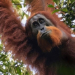 Un Armagedón ecológico amenaza al orangután de Tapanuli, la séptima especie de Gran Simio descubierta en 2017.