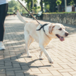 Pasear mascota.