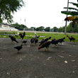 En el espacio hay un criadero de gallinas, las cuales tienen meses viviendo ahí.