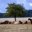 Caballos islandeses descansan bajo un árbol en un campo de cría en Wehrheim, cerca de Fráncfort, Alemania, 16 de julio de 2023.
