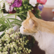 Algunas plantas pueden ser tóxicas para los gatos. Foto: Kronos Homes.