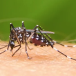 El dengue lo transmite el mosquito aedes aegypti, el cual se cría en aguas limpias.