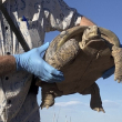 El herpetólogo Harry Greene sostiene una tortuga del Bolsón para liberarla en la Hacienda Armendaris el viernes 22 de septiembre de 2023, en Engle, Nuevo México.