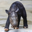 Una cría de rinoceronte de Sumatra