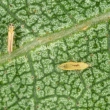 Los “trips”, conocidos popularmente como tisanópteros, son insectos diminutos que afectan una gran diversidad de cultivos agrícolas.