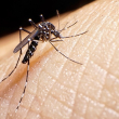 El mosquito del dengue se reproduce en aguas limpias.