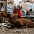 La entidad procura erradicar el maltrato a los animales.