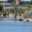 Un migrante intenta ingresar a Estados Unidos luego de atravesar el Rio Bravo este sábado, en Eagle Pass, Texas (Estados Unidos). Pese a que la ley tejana de detención y deportación de inmigrantes SB4 está suspendida por la Justicia, la Guardia Nacional del estado intenta impedir las entradas con alambradas y al grito de "Te va a parar la policía". Esa es la advertencia para los que osan cruzar a Estados Unidos desde México frente a los puestos de la Guardia Nacional tejana, que ha tomado control de la línea fronteriza como parte de la "Operación Lone Star" y que, con la SB4, quiere tratar como delito la inmigración indocumentada.